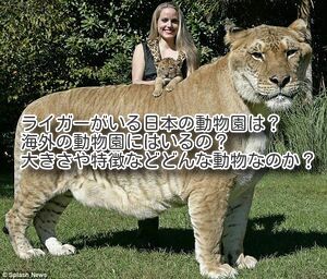 ライガーがいる日本の動物園は 海外の動物園にはいるの 大きさや特徴などどんな動物なのか