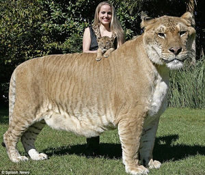 ライガーがいる日本の動物園は 海外の動物園にはいるの 大きさや特徴などどんな動物なのか